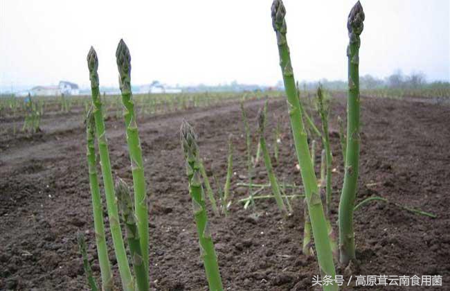 东北中药材种植什么品种前景好点,适合东北种植的中药材有哪些品种