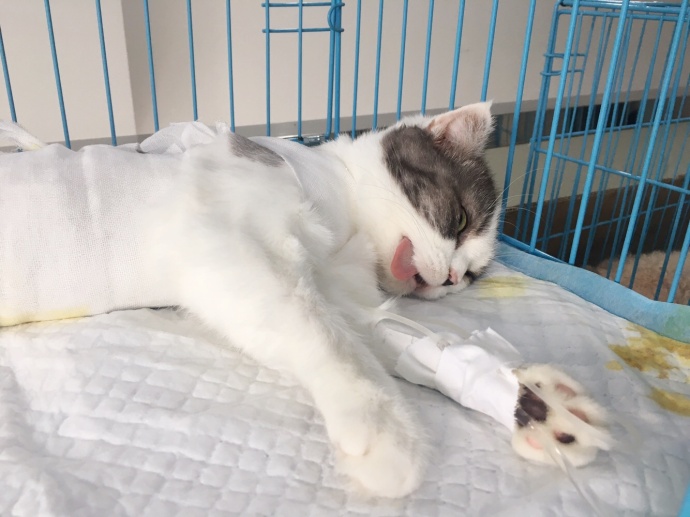 猫咪为什么爱舔小猫屁股,猫咪为啥会舔小猫屁股