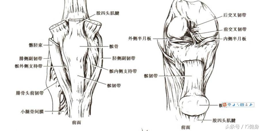 大腿外侧和前侧肌肉分布图,大腿前侧突出从解剖角度看