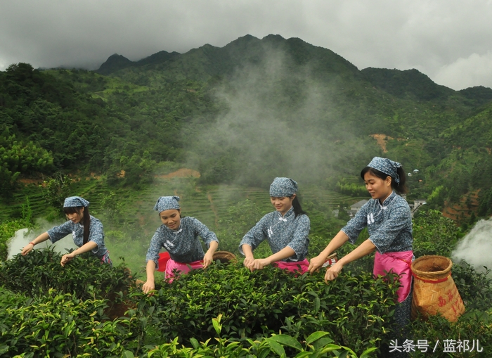 采茶姑娘迷人风采,采茶小妹高清大图