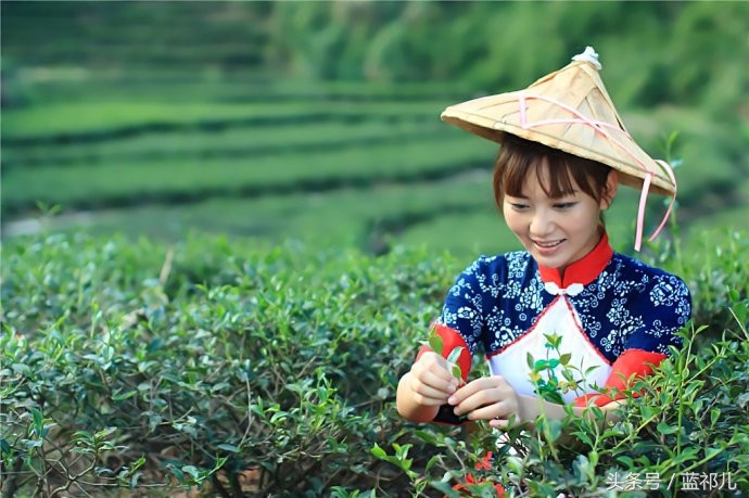 采茶姑娘迷人风采,采茶小妹高清大图