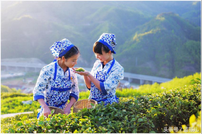 采茶姑娘迷人风采,采茶小妹高清大图