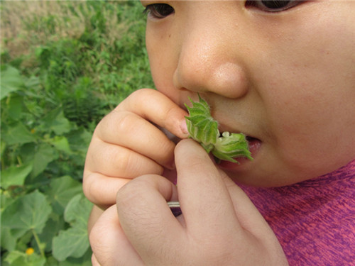 能印花还能治病的“磨盘草”,村里女孩拿它当耳环带