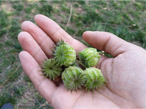 能印花还能治病的“磨盘草”,村里女孩拿它当耳环带
