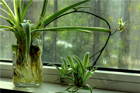 怎样水培吊兰扦插,水培吊兰怎样才能长的更快