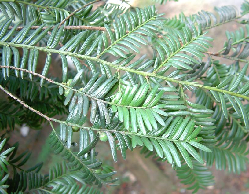 红豆杉现在大量种植有销路吗视频,红豆杉种植前景怎么样