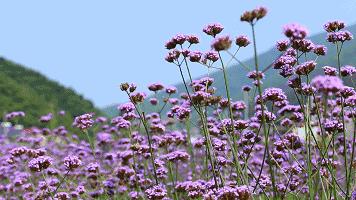 2024年哈尔滨香坊,哈尔滨香坊2020