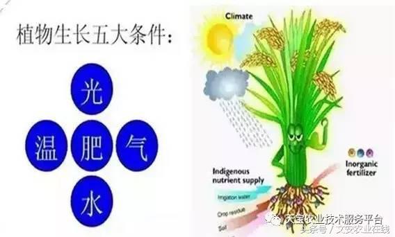 完整的土壤知识快收藏吧,土壤肥料基础知识