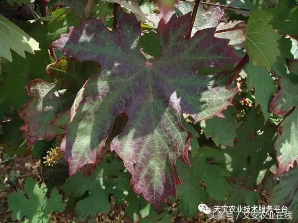 完整的土壤知识快收藏吧,土壤肥料基础知识