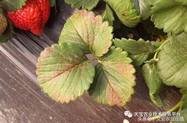 完整的土壤知识快收藏吧,土壤肥料基础知识