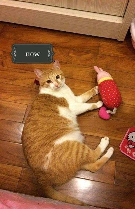 猫咪钻进细缝里怎样才能出来,怎么让猫咪进到大纸箱里面