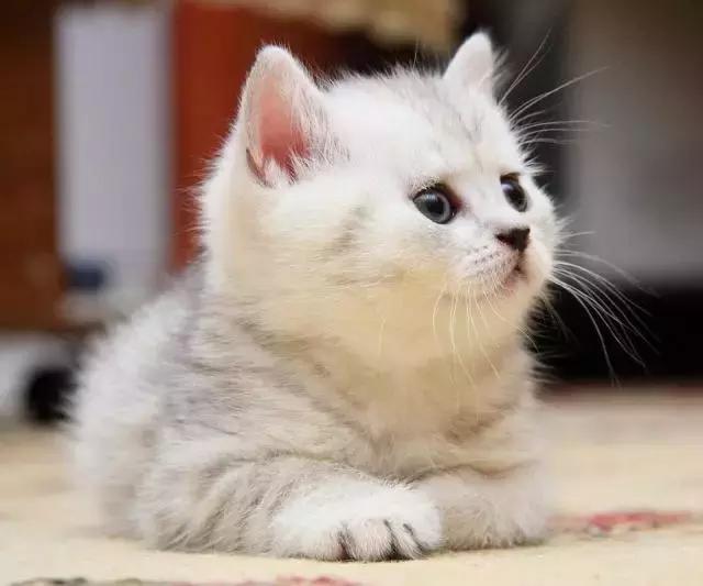 养猫有猫癣家里怎么消毒,养猫手册