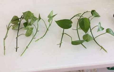 绿萝怎么养才能更旺盛水里加醋,扦插绿萝培养方法和注意事项