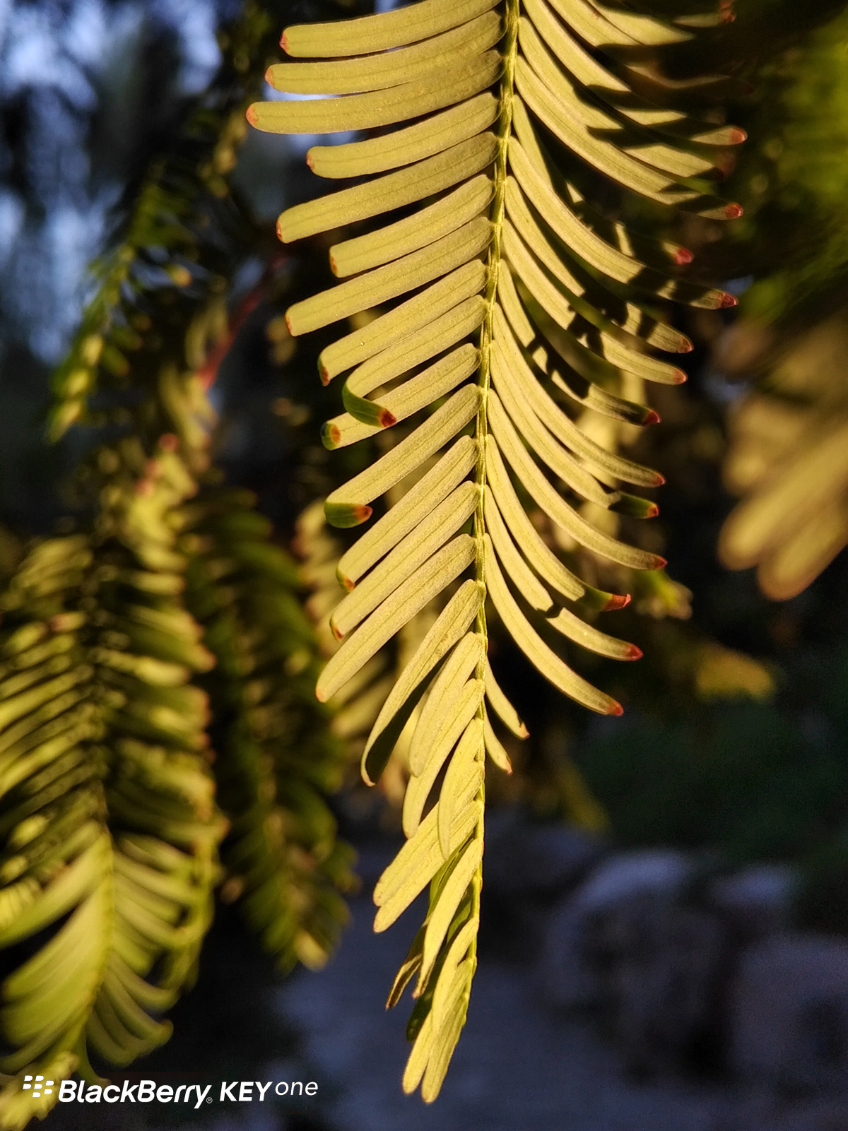 不仅仅拥有个性和安全，黑莓KEYone的拍照体验