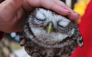 猫头鹰能当宠物吗视频,猫头鹰可以当宠物养吗