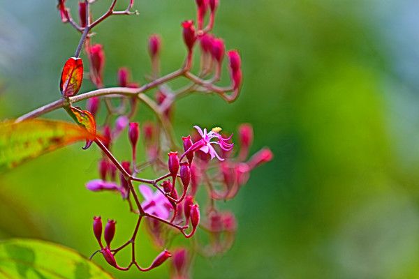 腾冲樱花谷风景区,腾冲十里樱花风景区