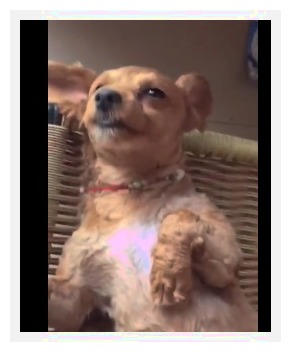 狗狗睡觉吓醒主人,狗狗睡觉主人摸它会低吼