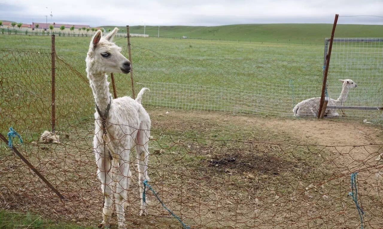 正蓝旗蟹岛度假村门票,内蒙古正蓝旗蟹岛度假村