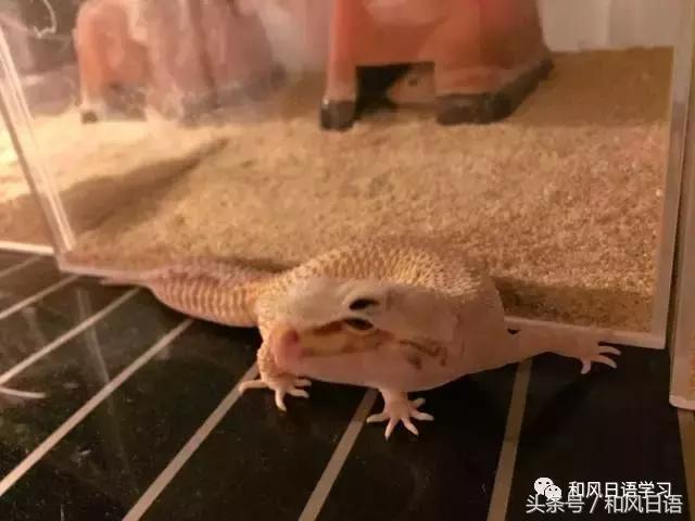 日本可爱小壁虎,日本宠物壁虎