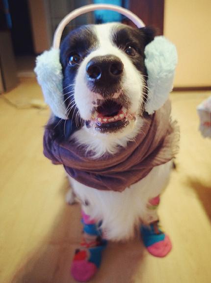 道格队长丨狗狗的行为纠正24期丨狗狗护食很严重？我来教你吧