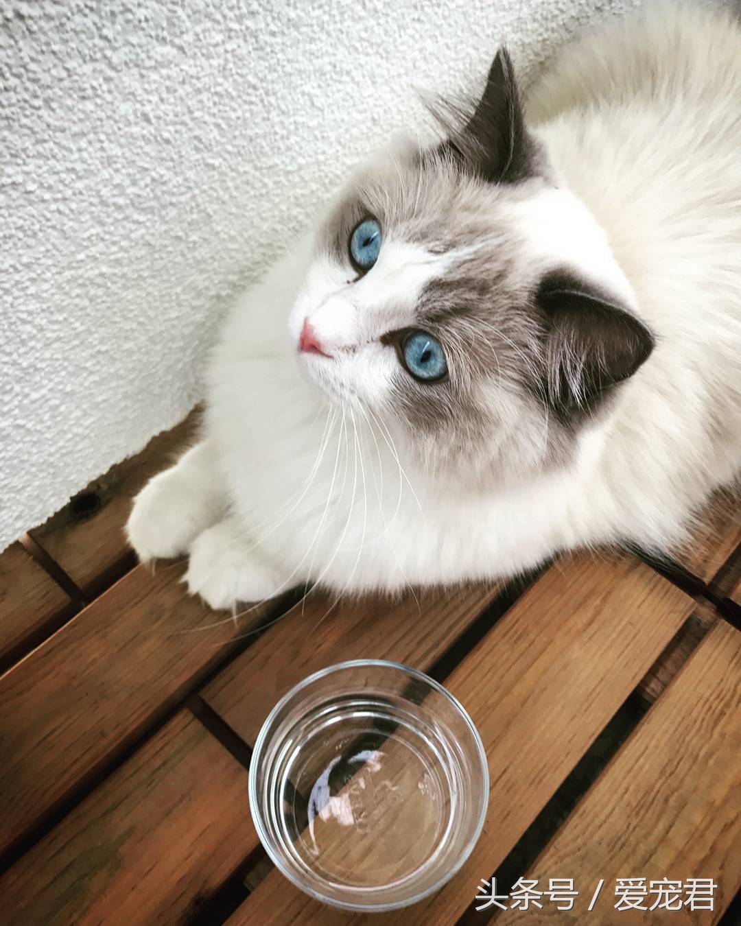 猫咪郁闷可吃什么药,怎么纠正猫咪玩耍喜欢伸爪子