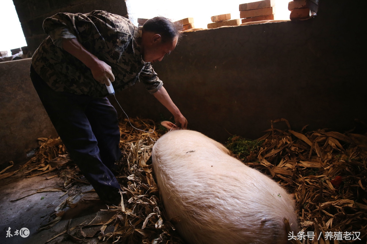 猪发烧猪身发红吗,猪低烧35度以下的正确治疗方法