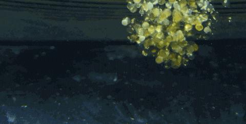 澳门豆捞创始人苦寻神秘食材，做了一颗让吃货泪流满面的小丸子