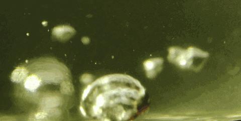 澳门豆捞创始人苦寻神秘食材，做了一颗让吃货泪流满面的小丸子