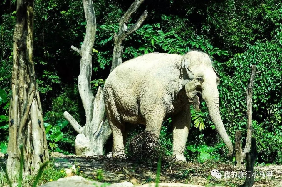 珠海长隆野生动物园旅游攻略,广州长隆自驾游旅游攻略
