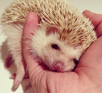 人见人爱的小宠物真是太可爱了,盘点十个让男人羡慕的宠物