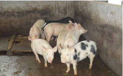 小猪腹泻和黄白痢的区别,小猪十天左右拉黄白痢怎么办