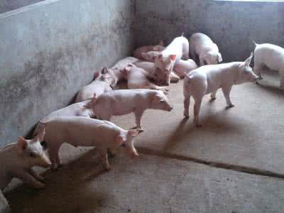 小猪腹泻和黄白痢的区别,小猪十天左右拉黄白痢怎么办