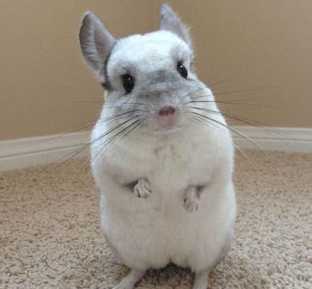 人见人爱的小宠物真是太可爱了,盘点十个让男人羡慕的宠物