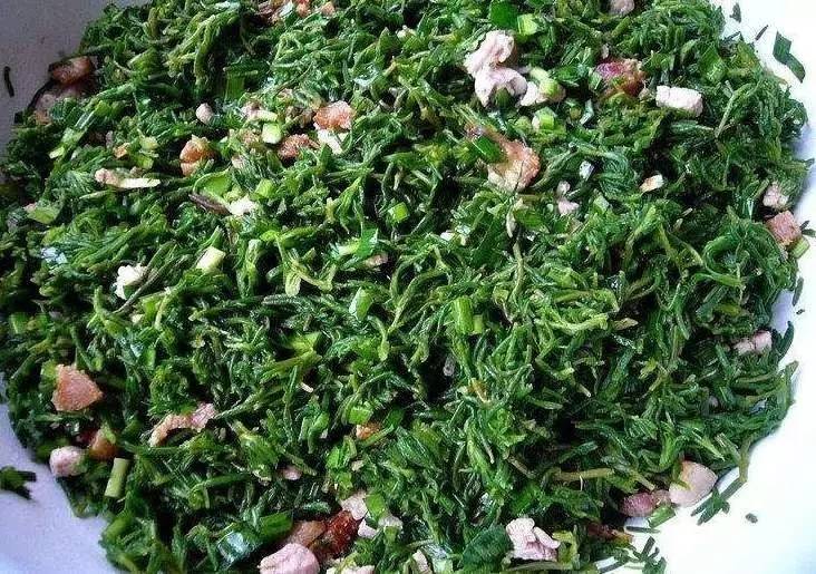 湿地陆地植物有哪些,湿地里的仙人掌