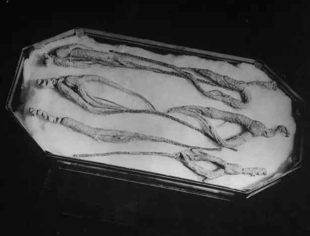 民国时期中药店,敢养这个动物,药店老板胆子太大了!