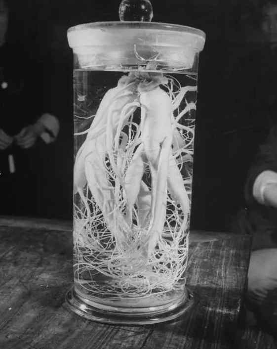 民国时期中药店,敢养这个动物,药店老板胆子太大了!