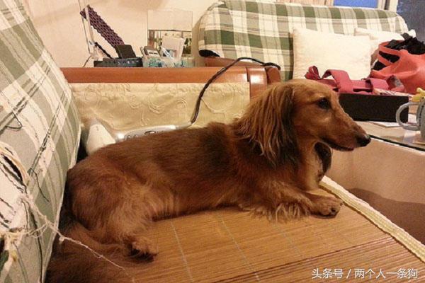 女子养了只贪吃腊肠有吃的都分给它，不听建议她在医院里后悔不迭