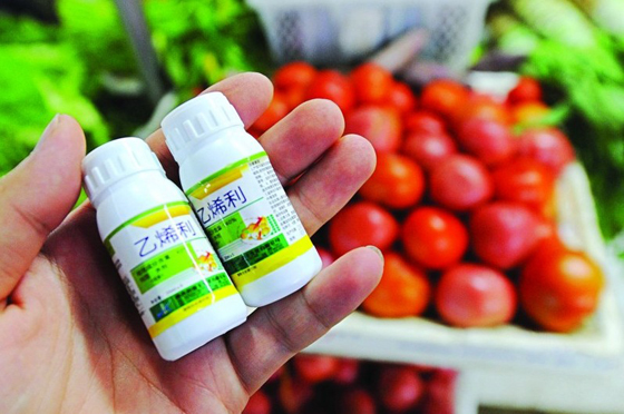 农药膨大素是激素药吗,催熟剂膨大素对人有害吗