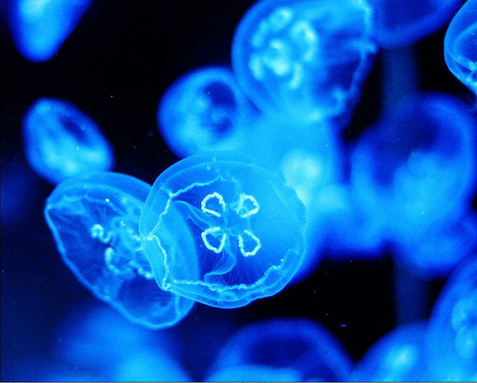 梦幻水母视频,梦幻般的水母真迷人