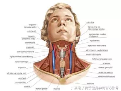 颈部肌肉训练下巴线条,颈部肌肉练粗