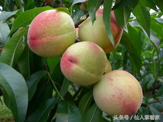 最适合女性的养颜食品，一种美味水果