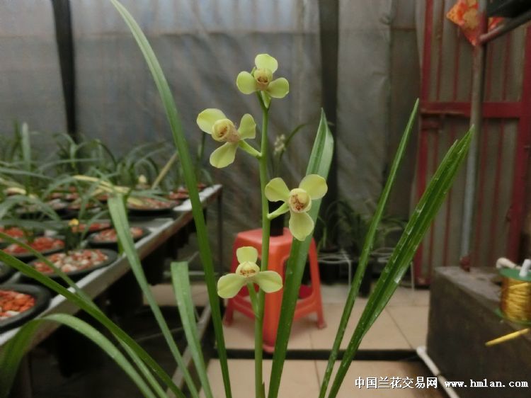 夏天建兰-四季魅力（绿光登）绝对经典的开品照片