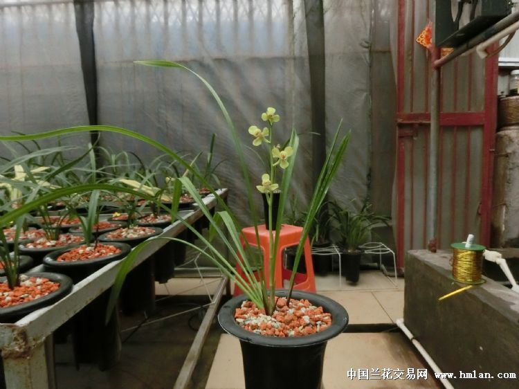 夏天建兰-四季魅力（绿光登）绝对经典的开品照片