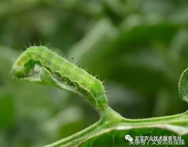 生物杀虫剂十大品牌,十大灭跳蚤最快的杀虫剂