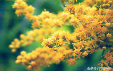 纯净的心灵胜过世间一切的美,纯净柔和的美