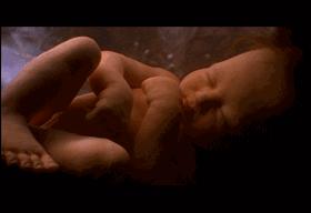 子宫日记解密生命孕育全过程,子宫日记央视纪录片