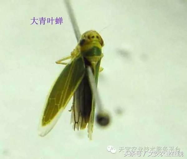 生物杀虫剂十大品牌,十大灭跳蚤最快的杀虫剂