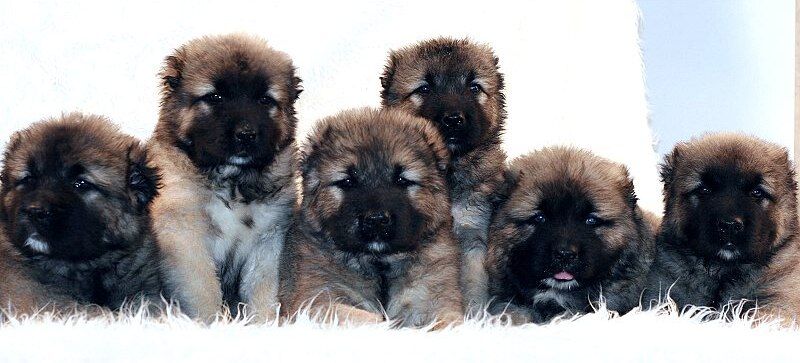 高加索犬性格特征,高加索犬的优点和缺点