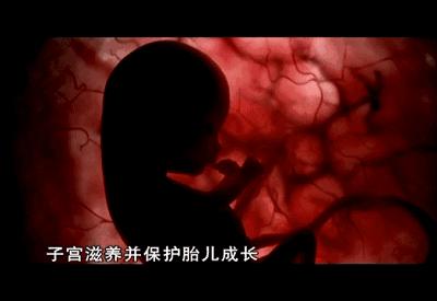 子宫日记解密生命孕育全过程,子宫日记央视纪录片