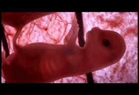 子宫日记解密生命孕育全过程,子宫日记央视纪录片